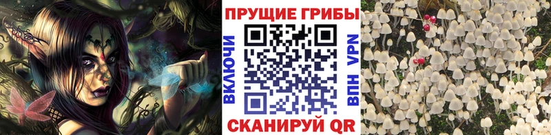 Псилоцибиновые грибы GOLDEN TEACHER наркота Минусинск